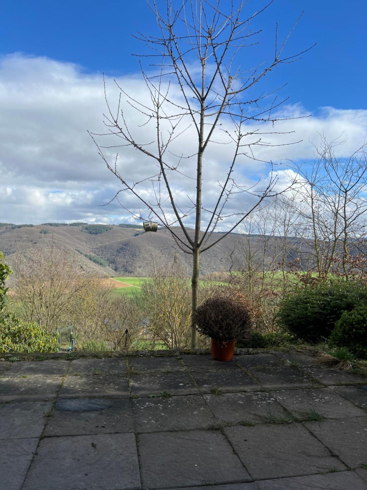Ferienwohnung Pfalzblick Bacharach Luaran gambar